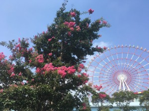 IMG_E4433