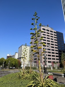 IMG_7717